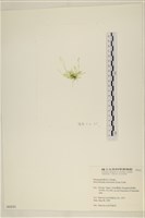 腸滸苔, 河石髮藏品圖，第3張