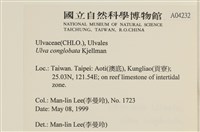 茶花石蓴, 牡丹菜藏品圖，第2張