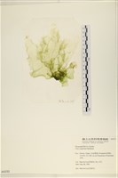 茶花石蓴, 牡丹菜藏品圖，第1張