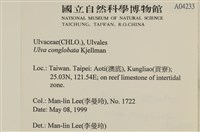 茶花石蓴, 牡丹菜藏品圖，第2張