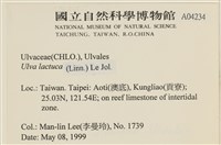 大石蓴, 石蓴藏品圖，第2張