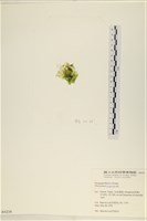 大石蓴, 石蓴藏品圖，第3張