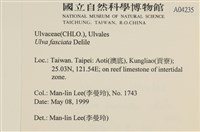 長片石蓴, 裂片石蓴藏品圖，第2張