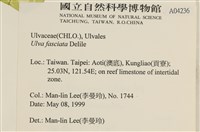 長片石蓴, 裂片石蓴藏品圖，第2張