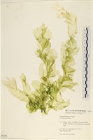 長片石蓴, 裂片石蓴藏品圖，第1張