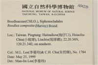 布氏藻藏品圖，第2張