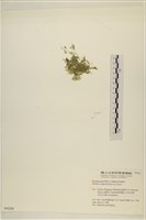 布氏藻藏品圖，第3張