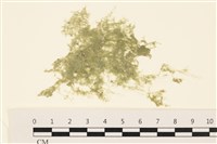布氏藻藏品圖，第1張