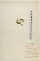 登錄號:A00004240藏品圖，第3張