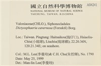 網球藻藏品圖，第2張