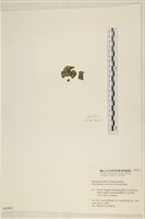 網球藻藏品圖，第3張