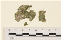 網球藻藏品圖，第1張