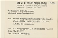 大葉海仙人掌, 大葉仙掌藻藏品圖，第2張