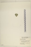 大葉海仙人掌, 大葉仙掌藻藏品圖，第3張