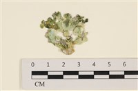 大葉海仙人掌, 大葉仙掌藻藏品圖，第1張