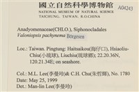 指枝藻藏品圖，第2張