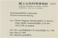 鹿角網地藻藏品圖，第2張