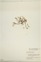 鹿角網地藻藏品圖，第3張