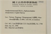 浮網藻, 肋葉藻藏品圖，第2張