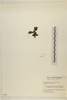 浮網藻, 肋葉藻藏品圖，第3張