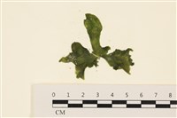 浮網藻, 肋葉藻藏品圖，第1張