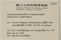 浮網藻, 肋葉藻藏品圖，第2張