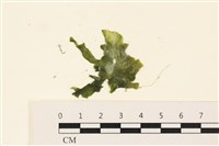 浮網藻, 肋葉藻藏品圖，第1張