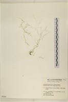 登錄號:A00004264藏品圖，第1張