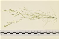 登錄號:A00004266藏品圖，第1張