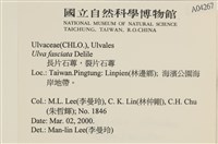 長片石蓴, 裂片石蓴藏品圖，第2張