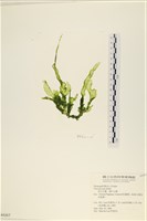 長片石蓴, 裂片石蓴藏品圖，第1張