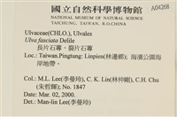 長片石蓴, 裂片石蓴藏品圖，第2張