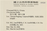 長片石蓴, 裂片石蓴藏品圖，第2張