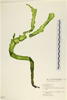 長片石蓴, 裂片石蓴藏品圖，第1張