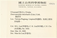 腸滸苔, 河石髮藏品圖，第2張