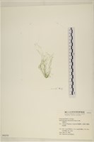 腸滸苔, 河石髮藏品圖，第3張