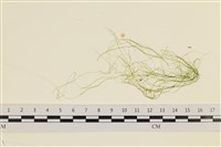 腸滸苔, 河石髮藏品圖，第1張