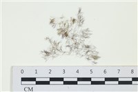 登錄號:A00004271藏品圖，第1張