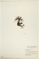 登錄號:A00004286藏品圖，第3張