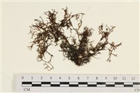登錄號:A00004286藏品圖，第1張