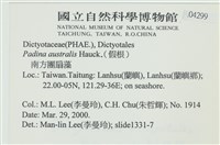 南方團扇藻藏品圖，第2張