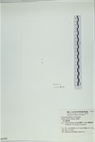 南方團扇藻藏品圖，第1張