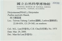 南方團扇藻藏品圖，第2張