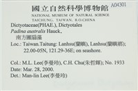 南方團扇藻藏品圖，第2張