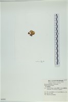 南方團扇藻藏品圖，第3張