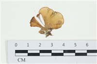 南方團扇藻藏品圖，第1張