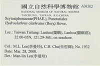 網胰藻藏品圖，第2張