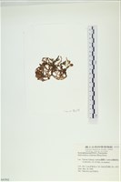 網胰藻藏品圖，第3張