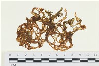 網胰藻藏品圖，第1張