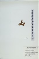 絲狀外子藻, 水雲藏品圖，第3張